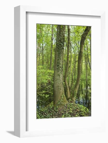 Germany, Baden-Wurttemberg, Weingartener Moor Naturschutzgebiet, spring in Weingartener Moor-Roland T. Frank-Framed Photographic Print