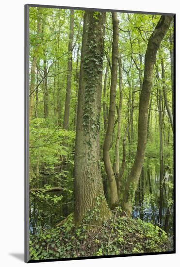 Germany, Baden-Wurttemberg, Weingartener Moor Naturschutzgebiet, spring in Weingartener Moor-Roland T. Frank-Mounted Photographic Print