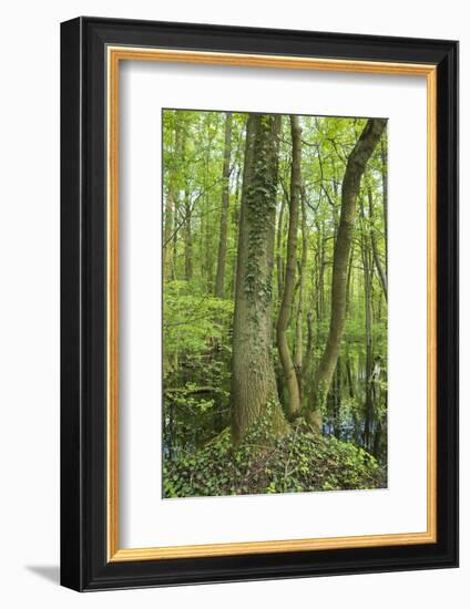 Germany, Baden-Wurttemberg, Weingartener Moor Naturschutzgebiet, spring in Weingartener Moor-Roland T. Frank-Framed Photographic Print