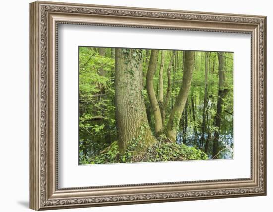 Germany, Baden-Wurttemberg, Weingartener Moor Naturschutzgebiet, spring in Weingartener Moor-Roland T. Frank-Framed Photographic Print