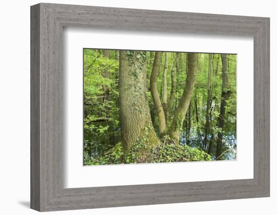 Germany, Baden-Wurttemberg, Weingartener Moor Naturschutzgebiet, spring in Weingartener Moor-Roland T. Frank-Framed Photographic Print