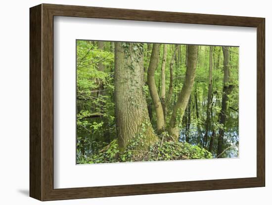 Germany, Baden-Wurttemberg, Weingartener Moor Naturschutzgebiet, spring in Weingartener Moor-Roland T. Frank-Framed Photographic Print