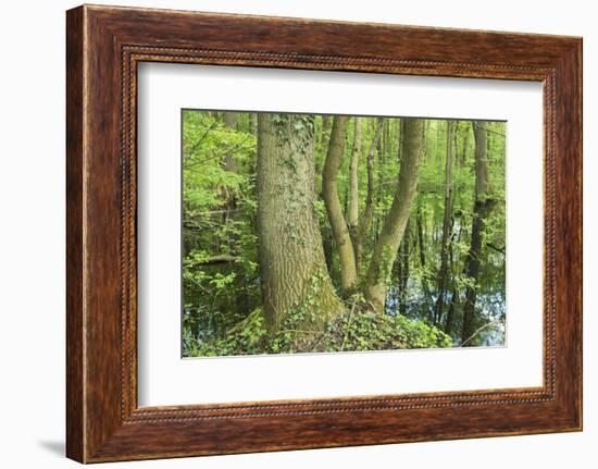 Germany, Baden-Wurttemberg, Weingartener Moor Naturschutzgebiet, spring in Weingartener Moor-Roland T. Frank-Framed Photographic Print