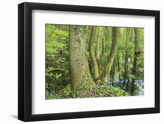 Germany, Baden-Wurttemberg, Weingartener Moor Naturschutzgebiet, spring in Weingartener Moor-Roland T. Frank-Framed Photographic Print