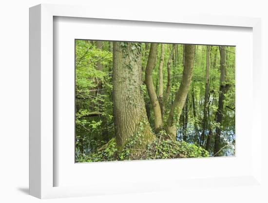 Germany, Baden-Wurttemberg, Weingartener Moor Naturschutzgebiet, spring in Weingartener Moor-Roland T. Frank-Framed Photographic Print