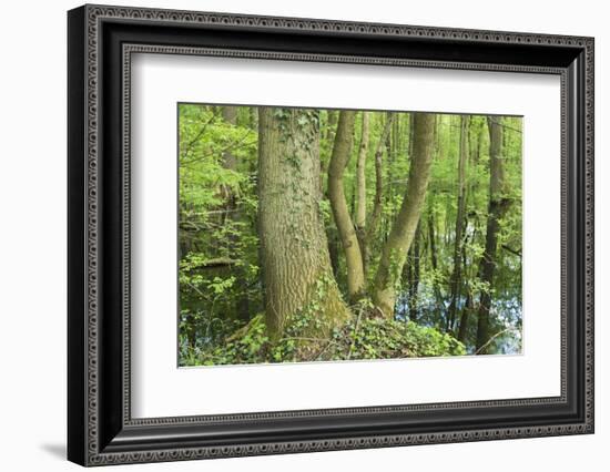 Germany, Baden-Wurttemberg, Weingartener Moor Naturschutzgebiet, spring in Weingartener Moor-Roland T. Frank-Framed Photographic Print