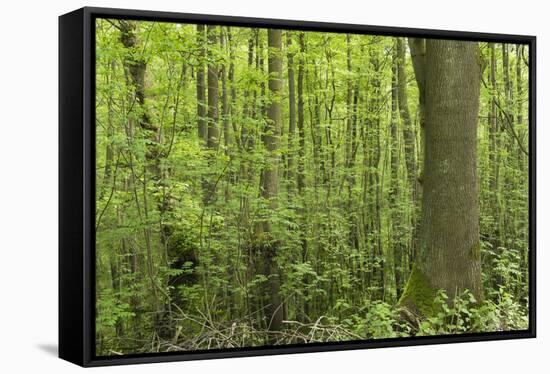Germany, Baden-Wurttemberg, Weingartener Moor Naturschutzgebiet, Spring in Weingartener moor-Roland T. Frank-Framed Stretched Canvas