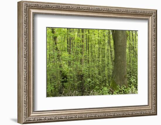 Germany, Baden-Wurttemberg, Weingartener Moor Naturschutzgebiet, Spring in Weingartener moor-Roland T. Frank-Framed Photographic Print