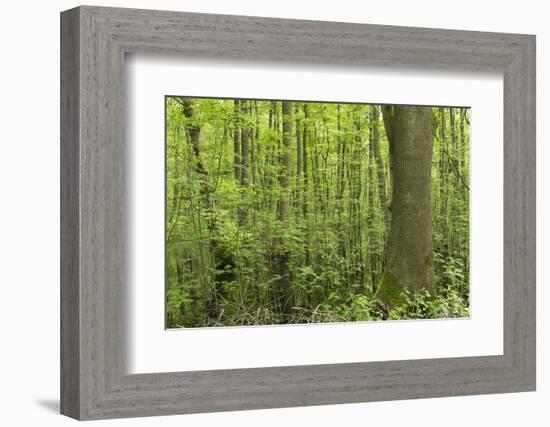 Germany, Baden-Wurttemberg, Weingartener Moor Naturschutzgebiet, Spring in Weingartener moor-Roland T. Frank-Framed Photographic Print