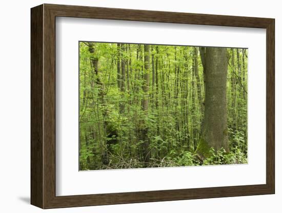 Germany, Baden-Wurttemberg, Weingartener Moor Naturschutzgebiet, Spring in Weingartener moor-Roland T. Frank-Framed Photographic Print