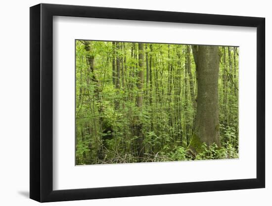 Germany, Baden-Wurttemberg, Weingartener Moor Naturschutzgebiet, Spring in Weingartener moor-Roland T. Frank-Framed Photographic Print