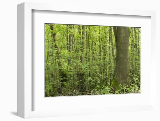 Germany, Baden-Wurttemberg, Weingartener Moor Naturschutzgebiet, Spring in Weingartener moor-Roland T. Frank-Framed Photographic Print