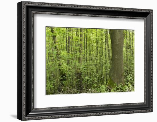 Germany, Baden-Wurttemberg, Weingartener Moor Naturschutzgebiet, Spring in Weingartener moor-Roland T. Frank-Framed Photographic Print