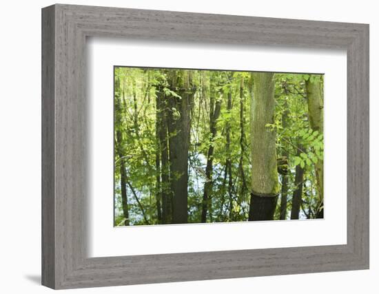 Germany, Baden-Wurttemberg, Weingartener Moor Naturschutzgebiet, spring in Weingartener Moor-Roland T. Frank-Framed Photographic Print