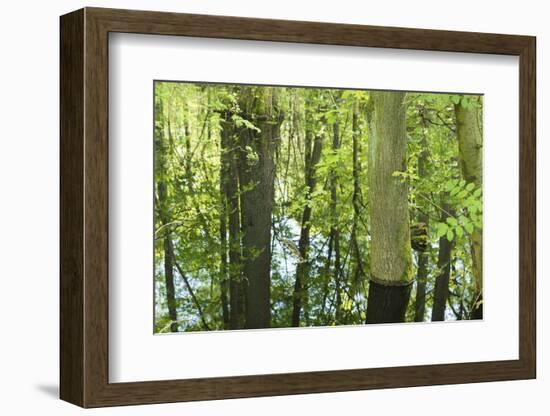 Germany, Baden-Wurttemberg, Weingartener Moor Naturschutzgebiet, spring in Weingartener Moor-Roland T. Frank-Framed Photographic Print