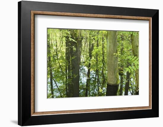 Germany, Baden-Wurttemberg, Weingartener Moor Naturschutzgebiet, spring in Weingartener Moor-Roland T. Frank-Framed Photographic Print