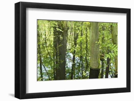 Germany, Baden-Wurttemberg, Weingartener Moor Naturschutzgebiet, spring in Weingartener Moor-Roland T. Frank-Framed Photographic Print