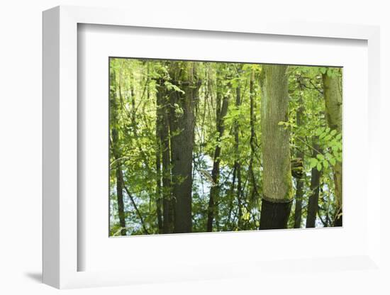 Germany, Baden-Wurttemberg, Weingartener Moor Naturschutzgebiet, spring in Weingartener Moor-Roland T. Frank-Framed Photographic Print