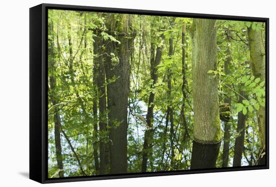 Germany, Baden-Wurttemberg, Weingartener Moor Naturschutzgebiet, spring in Weingartener Moor-Roland T. Frank-Framed Stretched Canvas