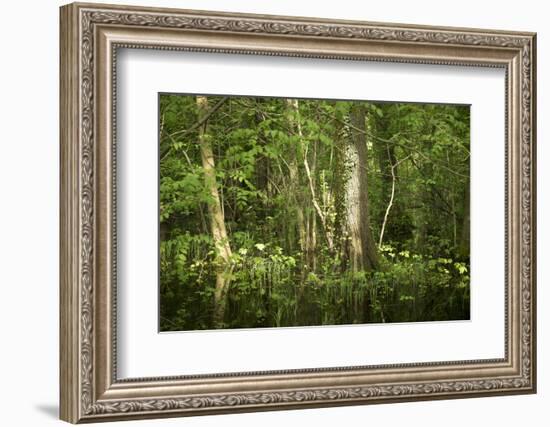 Germany, Baden-Wurttemberg, Weingartener Moor Naturschutzgebiet, wild garlic Allium ursinum.-Roland T. Frank-Framed Photographic Print