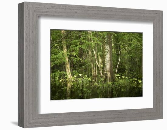 Germany, Baden-Wurttemberg, Weingartener Moor Naturschutzgebiet, wild garlic Allium ursinum.-Roland T. Frank-Framed Photographic Print