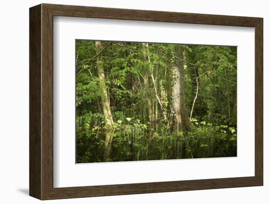 Germany, Baden-Wurttemberg, Weingartener Moor Naturschutzgebiet, wild garlic Allium ursinum.-Roland T. Frank-Framed Photographic Print