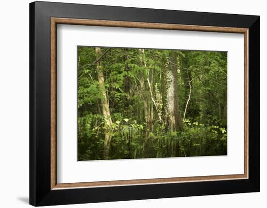 Germany, Baden-Wurttemberg, Weingartener Moor Naturschutzgebiet, wild garlic Allium ursinum.-Roland T. Frank-Framed Photographic Print