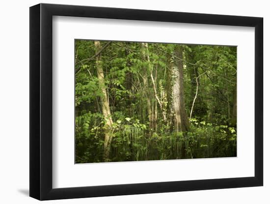 Germany, Baden-Wurttemberg, Weingartener Moor Naturschutzgebiet, wild garlic Allium ursinum.-Roland T. Frank-Framed Photographic Print