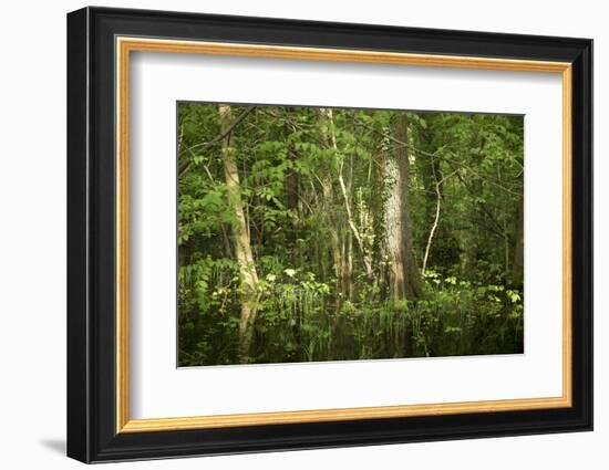 Germany, Baden-Wurttemberg, Weingartener Moor Naturschutzgebiet, wild garlic Allium ursinum.-Roland T. Frank-Framed Photographic Print