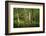 Germany, Baden-Wurttemberg, Weingartener Moor Naturschutzgebiet, wild garlic Allium ursinum.-Roland T. Frank-Framed Photographic Print