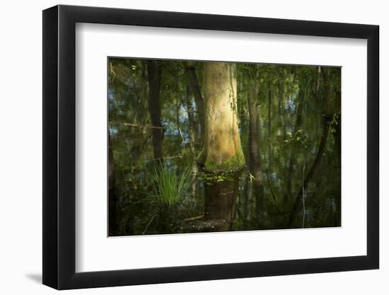 Germany, Baden-Wurttemberg, Weingartener Moor Naturschutzgebiet, wild garlic Allium ursinum.-Roland T. Frank-Framed Photographic Print