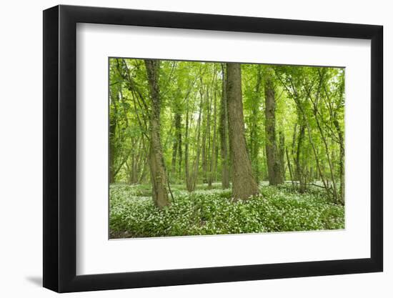 Germany, Baden-Wurttemberg, Weingartener Moor Naturschutzgebiet, wild garlic Allium ursinum-Roland T. Frank-Framed Photographic Print