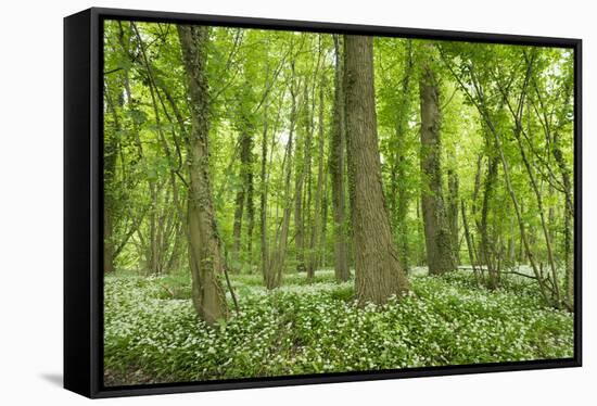 Germany, Baden-Wurttemberg, Weingartener Moor Naturschutzgebiet, wild garlic Allium ursinum-Roland T. Frank-Framed Stretched Canvas