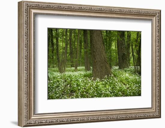Germany, Baden-Wurttemberg, Weingartener Moor Naturschutzgebiet, wild garlic Allium ursinum.-Roland T. Frank-Framed Photographic Print
