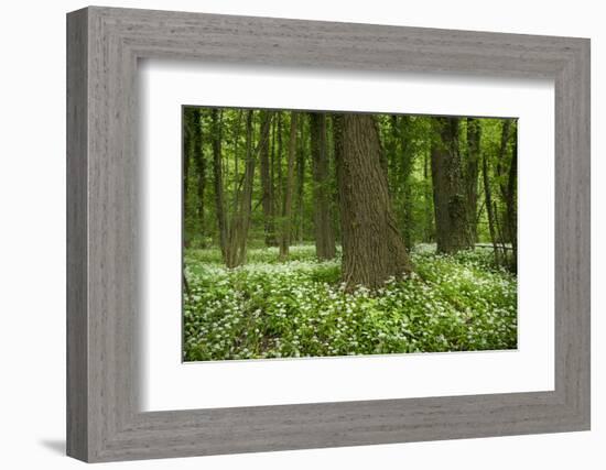 Germany, Baden-Wurttemberg, Weingartener Moor Naturschutzgebiet, wild garlic Allium ursinum.-Roland T. Frank-Framed Photographic Print