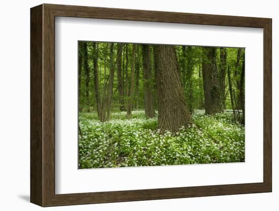 Germany, Baden-Wurttemberg, Weingartener Moor Naturschutzgebiet, wild garlic Allium ursinum.-Roland T. Frank-Framed Photographic Print