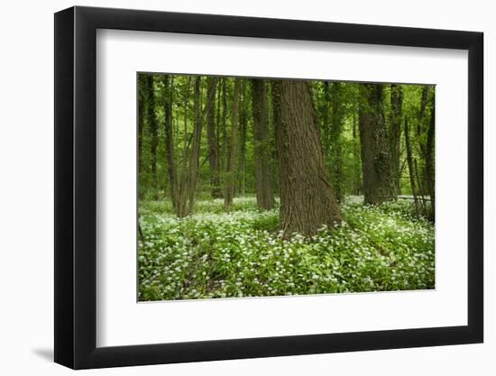 Germany, Baden-Wurttemberg, Weingartener Moor Naturschutzgebiet, wild garlic Allium ursinum.-Roland T. Frank-Framed Photographic Print