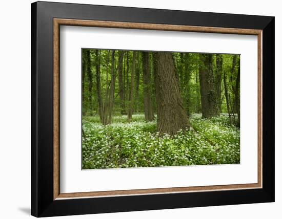 Germany, Baden-Wurttemberg, Weingartener Moor Naturschutzgebiet, wild garlic Allium ursinum.-Roland T. Frank-Framed Photographic Print