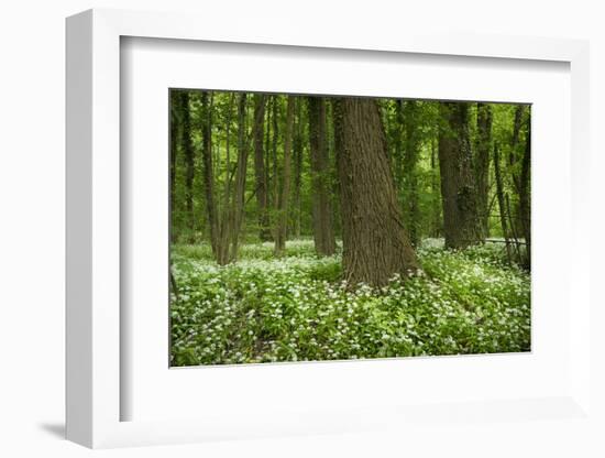 Germany, Baden-Wurttemberg, Weingartener Moor Naturschutzgebiet, wild garlic Allium ursinum.-Roland T. Frank-Framed Photographic Print