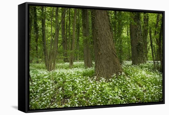 Germany, Baden-Wurttemberg, Weingartener Moor Naturschutzgebiet, wild garlic Allium ursinum.-Roland T. Frank-Framed Stretched Canvas