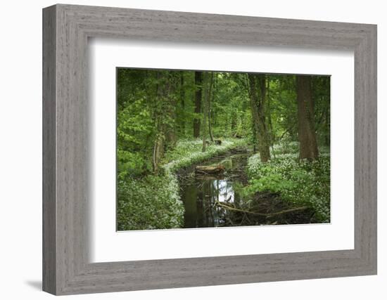 Germany, Baden-Wurttemberg, Weingartener Moor Naturschutzgebiet, wild garlic Allium ursinum.-Roland T. Frank-Framed Photographic Print