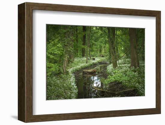 Germany, Baden-Wurttemberg, Weingartener Moor Naturschutzgebiet, wild garlic Allium ursinum.-Roland T. Frank-Framed Photographic Print