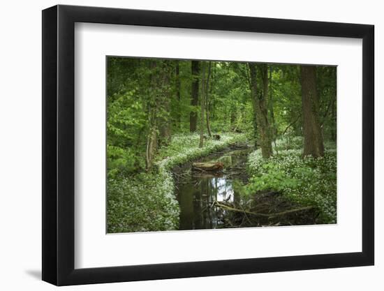 Germany, Baden-Wurttemberg, Weingartener Moor Naturschutzgebiet, wild garlic Allium ursinum.-Roland T. Frank-Framed Photographic Print