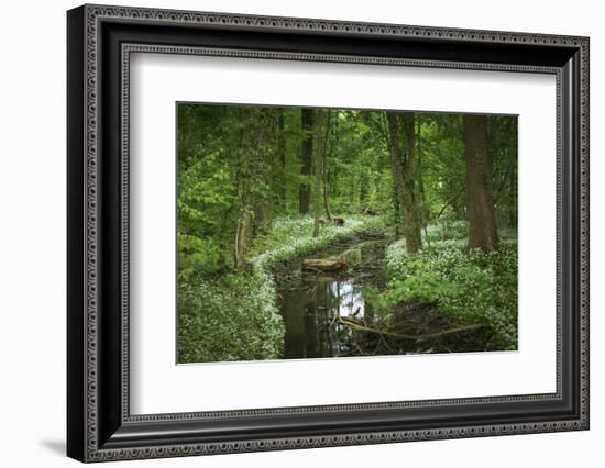 Germany, Baden-Wurttemberg, Weingartener Moor Naturschutzgebiet, wild garlic Allium ursinum.-Roland T. Frank-Framed Photographic Print