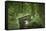 Germany, Baden-Wurttemberg, Weingartener Moor Naturschutzgebiet, wild garlic Allium ursinum.-Roland T. Frank-Framed Stretched Canvas