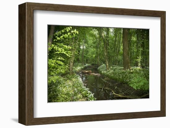 Germany, Baden-Wurttemberg, Weingartener Moor Naturschutzgebiet, wild garlic Allium ursinum.-Roland T. Frank-Framed Photographic Print