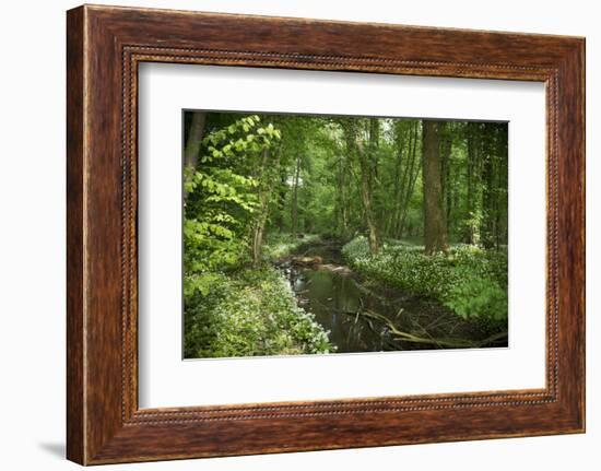 Germany, Baden-Wurttemberg, Weingartener Moor Naturschutzgebiet, wild garlic Allium ursinum.-Roland T. Frank-Framed Photographic Print