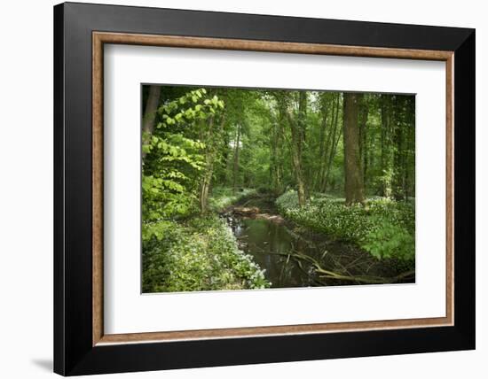 Germany, Baden-Wurttemberg, Weingartener Moor Naturschutzgebiet, wild garlic Allium ursinum.-Roland T. Frank-Framed Photographic Print