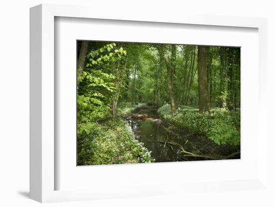 Germany, Baden-Wurttemberg, Weingartener Moor Naturschutzgebiet, wild garlic Allium ursinum.-Roland T. Frank-Framed Photographic Print