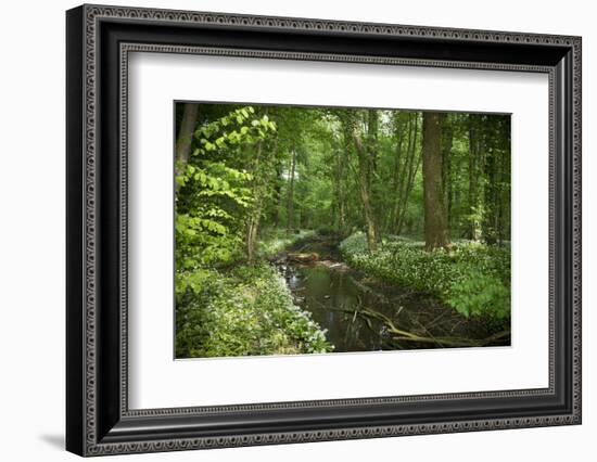 Germany, Baden-Wurttemberg, Weingartener Moor Naturschutzgebiet, wild garlic Allium ursinum.-Roland T. Frank-Framed Photographic Print